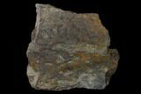 Fossil Lycopod Tree Root (Stigmaria) - Kentucky #158795-1